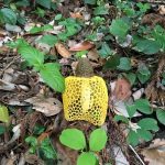 ウスキキヌガサタケ