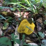 ウスキキヌガサタケ