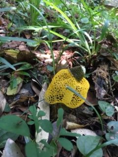 ウスキキヌガサタケ