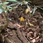 ウスキキヌガサタケ