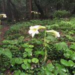 ウバユリ