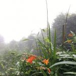ヒメオウギズイセン