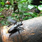 ノコギリカミキリ