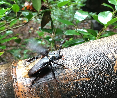 ノコギリカミキリ