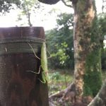 カマキリ