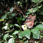 アサギマダラ