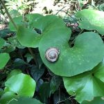 でんでん虫