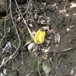 ウスキキヌガサダケ