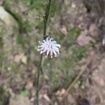 キッコウハグマ