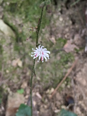 キッコウハグマ