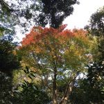 紅葉