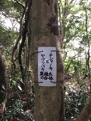 チシャノキ