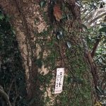タブノキ