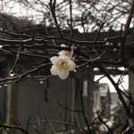 梅