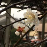 梅の花