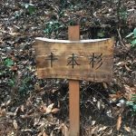 十本杉