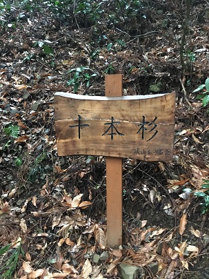 十本杉