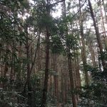杉林