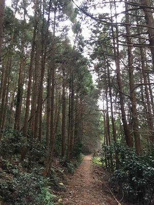 杉林