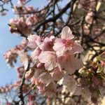 河津桜