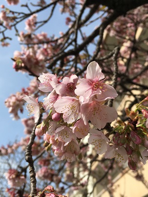 河津桜