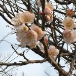 梅の花