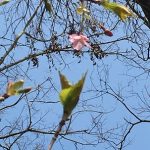 河津桜