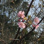 河津さくら？