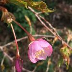 河津桜？