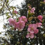 河津桜