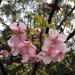 河津さくら