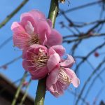 しだれ梅