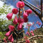 寒緋桜