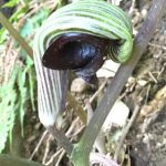 ムサシアブミ