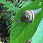 でんでん虫
