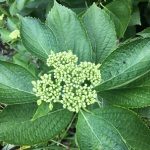 紫陽花