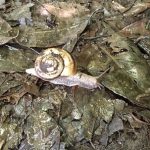 でんでん虫