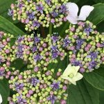 紫陽花