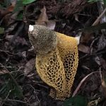 ウスキキヌガサダケ