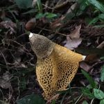 ウスキキヌガサタケ