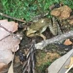 アカガエル