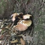 ヤナギマツタケ