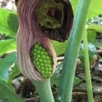ムサシアブミ