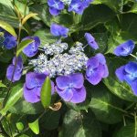 紫陽花