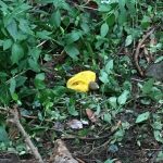 ウスキキヌガサタケ