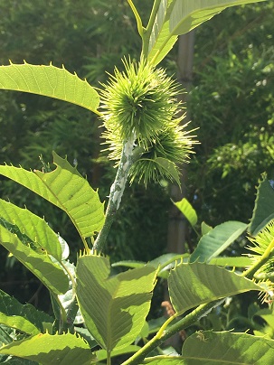 栗