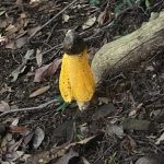 ウスキキヌガサタケ