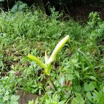 ウバユリ