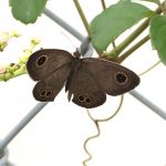 ヒメウラナミジャノメ