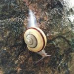 でんでん虫